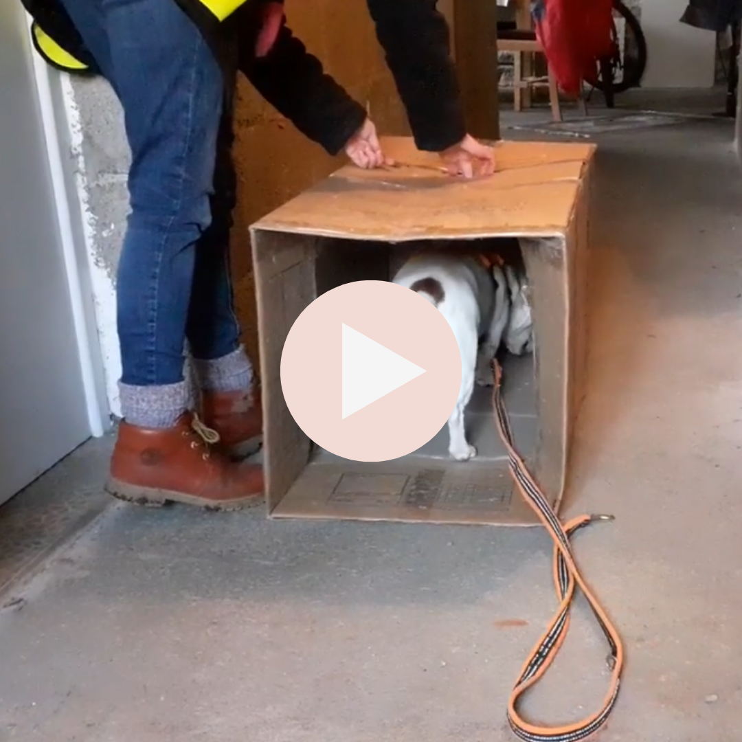 A woman pushes kibble through holes in the top of a cardboard box tipped on its side as a dog goes inside the box to retrieve the kibble. Overlayed with a video play button indicating this is a video to watch.